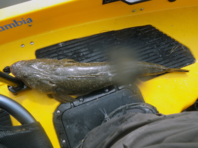 Marlo-Flathead.jpg Marlo-Flathead.jpg