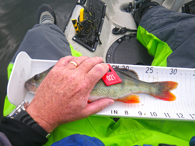 Perch-30.jpg Perch-30.jpg